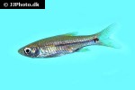 rasbora paviana rasbora paviana