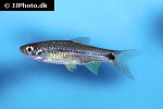rasbora paviana rasbora paviana