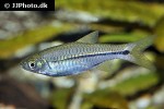 rasbora paviana rasbora paviana