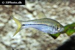 rasbora paviana rasbora paviana