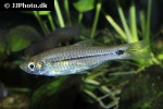 rasbora paviana rasbora paviana