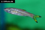 rasbora rasbora rasbora rasbora