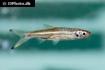 rasbora rasbora rasbora rasbora