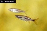 rasbora reticulata rasbora reticulata