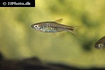 rasbora reticulata rasbora reticulata