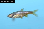 rasbora reticulata rasbora reticulata