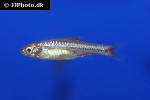 rasbora rubrodorsalis rasbora rubrodorsalis