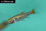 rasbora rubrodorsalis rasbora rubrodorsalis