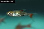 rasbora rubrodorsalis rasbora rubrodorsalis