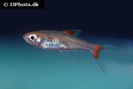 rasbora rubrodorsalis rasbora rubrodorsalis