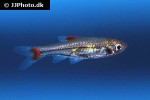 rasbora rubrodorsalis rasbora rubrodorsalis