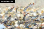 rasbora rubrodorsalis rasbora rubrodorsalis