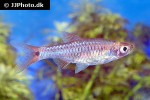 rasbora rutteni rasbora rutteni