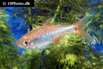 rasbora rutteni rasbora rutteni