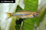 rasbora sarawakensis rasbora sarawakensis
