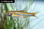 rasbora sarawakensis rasbora sarawakensis