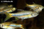 rasbora sarawakensis rasbora sarawakensis