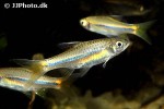 rasbora sarawakensis rasbora sarawakensis