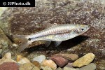 rasbora sumatrana rasbora sumatrana