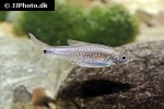 rasbora sumatrana rasbora sumatrana
