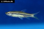 rasbora tornieri rasbora tornieri