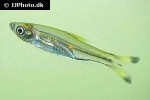 rasbora trilineata rasbora trilineata