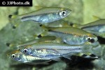 rasbora trilineata rasbora trilineata