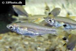 rasbora trilineata rasbora trilineata