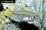 rasbora trilineata rasbora trilineata