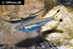 rasbora trilineata rasbora trilineata