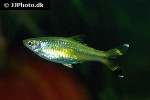 rasbora trilineata rasbora trilineata