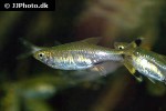 rasbora trilineata rasbora trilineata