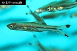 rasbora trilineata rasbora trilineata