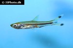 rasbora trilineata rasbora trilineata