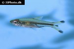 rasbora trilineata rasbora trilineata
