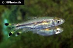 rasbora trilineata rasbora trilineata
