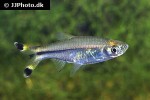 rasbora trilineata rasbora trilineata