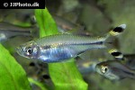 rasbora trilineata rasbora trilineata