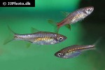 rasbora vulcanus rasbora vulcanus