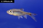 rasbora vulcanus rasbora vulcanus