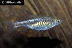 rasbora vulcanus rasbora vulcanus