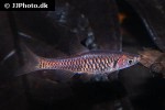 rasbora vulcanus rasbora vulcanus
