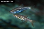 rasbora vulcanus rasbora vulcanus