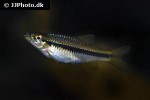 rasbora wilpita rasbora wilpita