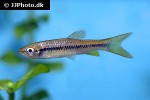 rasbora wilpita rasbora wilpita