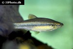 rasbora wilpita rasbora wilpita