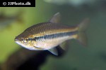 rasbora wilpita rasbora wilpita