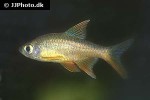 rasboroides vaterifloris rasboroides vaterifloris