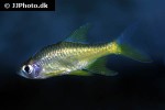 rasboroides vaterifloris rasboroides vaterifloris