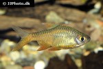 rasboroides vaterifloris rasboroides vaterifloris